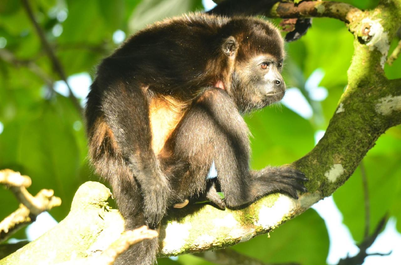 Jungle Paunch Villa Bocas del Toro Eksteriør bilde